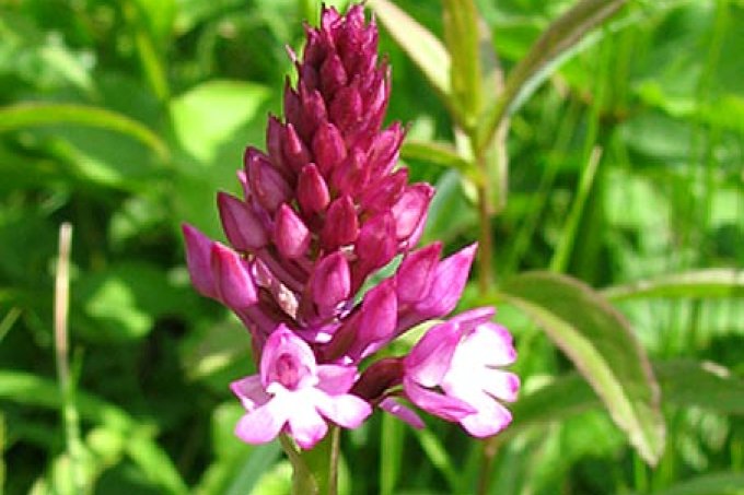 Die pyramidenförmige Blüte dieser Orchideenart blüht purpurrot.