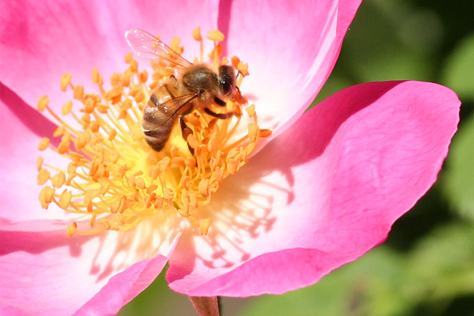 Honigbiene an Gallica-Rose - Foto: Helge May
