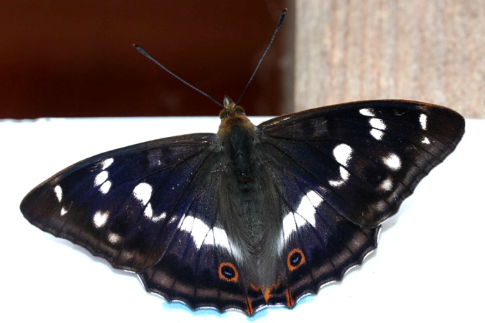 Dunkler Schmetterling auf weißem Brett