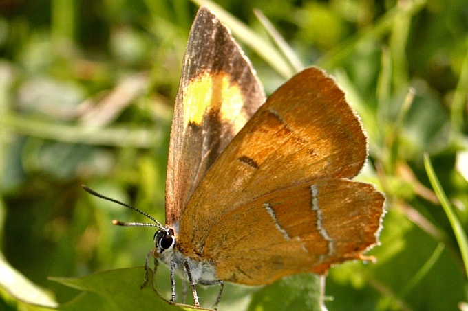 Schrägansicht eines Schmetterlings auf einem Blatt