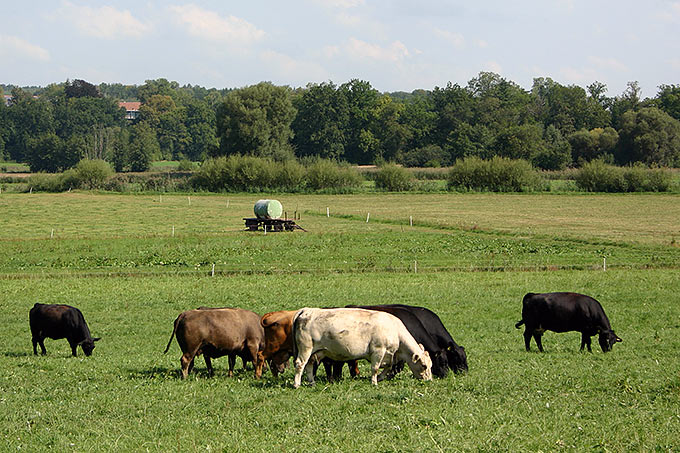 Rinder auf der Weide - Foto: Michaela Steininger