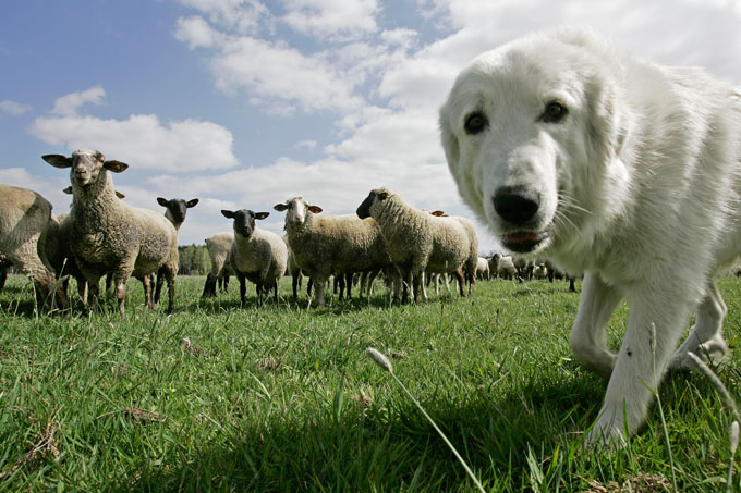 Ein Herdenschutzhund in der Schafherde - Foto: Klemens Karkow