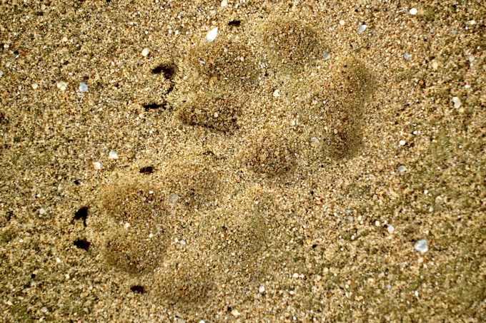 Wolfsspuren im Sand - Foto: Markus Bathen