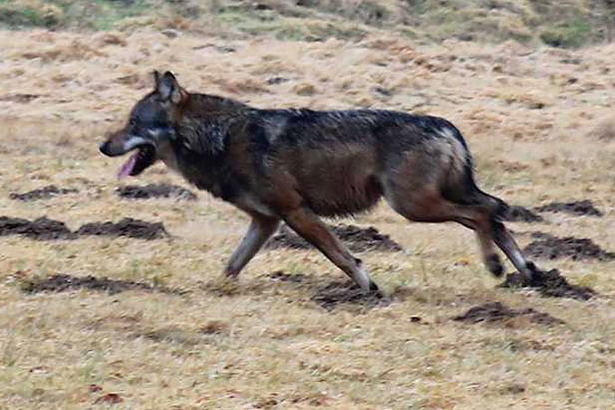 Westerwald-Wolf 2012 - Foto: NABU/Uli Stadler