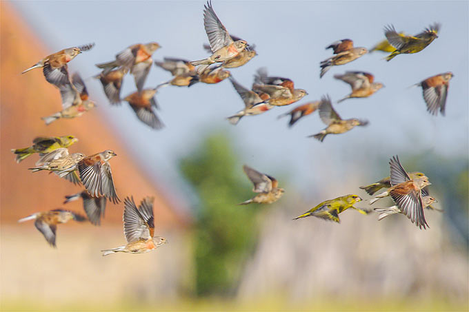 Bluthänflinge und Grünfinken - Foto: Axel Aßmann/www.naturgucker.de