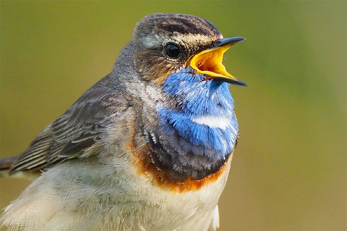 Blaukehlchen - Foto: Uwe Hennig/www.naturgucker.de