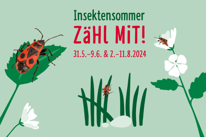 Insektensommer 2024 - Grafik: publicgarden