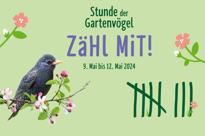 Stunde der Gartenvögel 2024 - Foto Star: Mathias Schäf, Zweig: adobestock/zeitgugga6897, Grafik: publicgarden