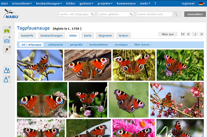 Screenshot NABU-Naturgucker mit Bildergalerie Tagpfauenauge