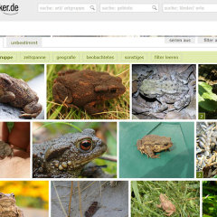 Screenshot NABU-Naturgucker mit Bildergalerie Erdkröte