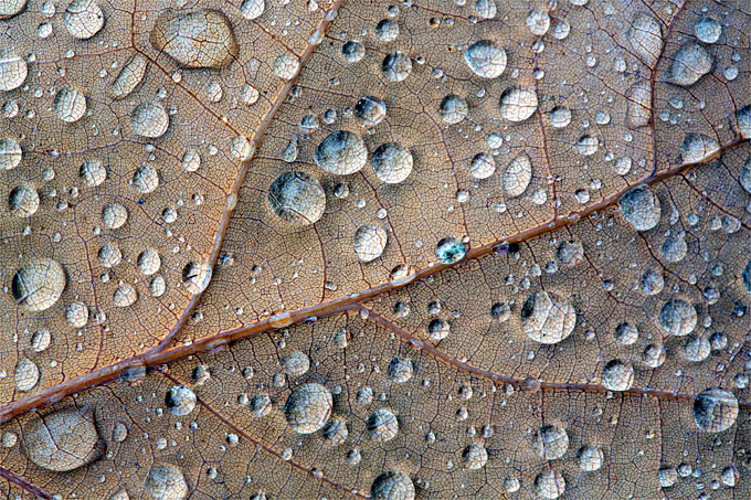 Eichenblatt mit Regentropfen - Foto: Frank Derer